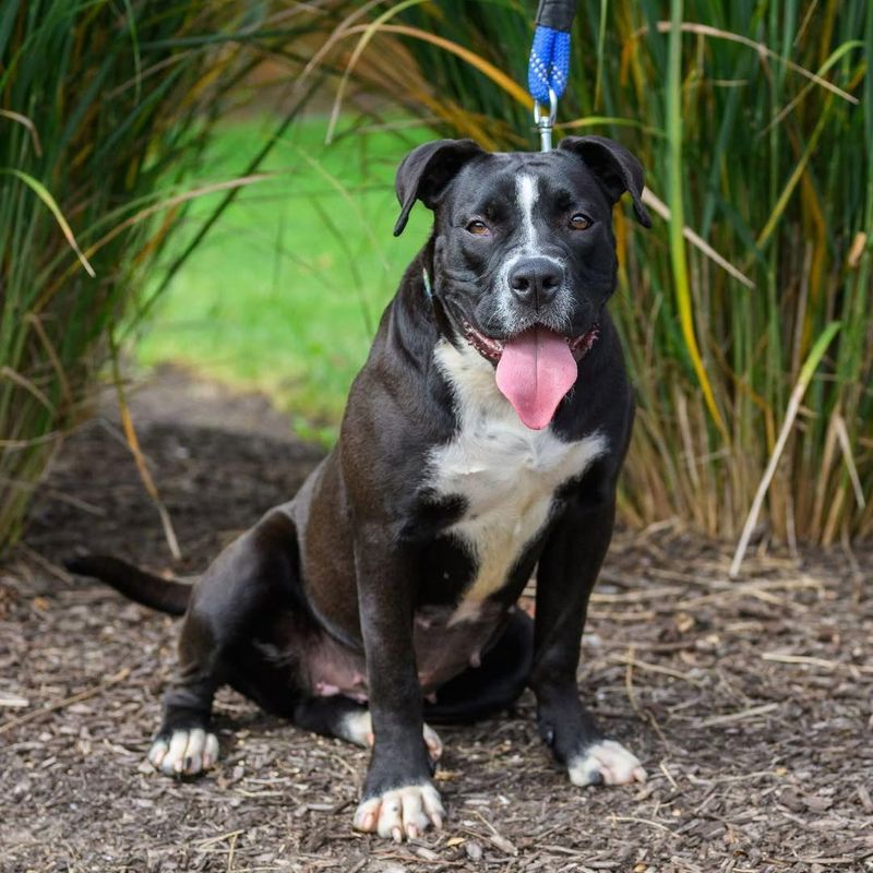 Bullboxer Pit