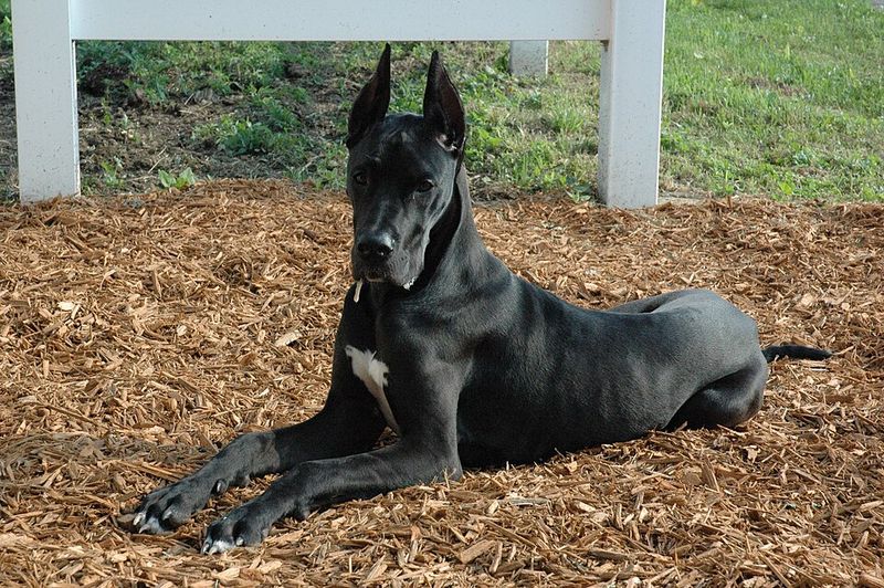 Want companionship without constant commotion? These dogs may match the rhythm you're after 12 Great Dane