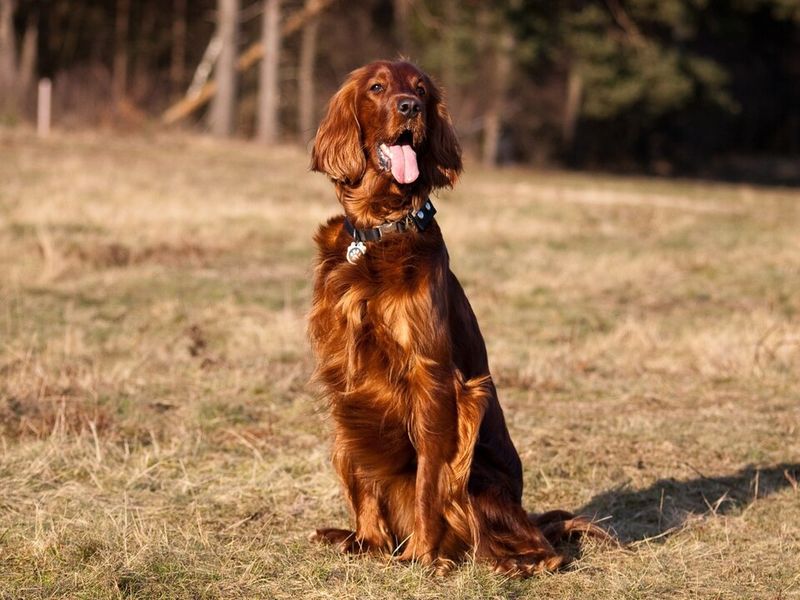 Fresh air and open trails bring out the best in these 11 adventurous dog breeds 10 Irish Setter