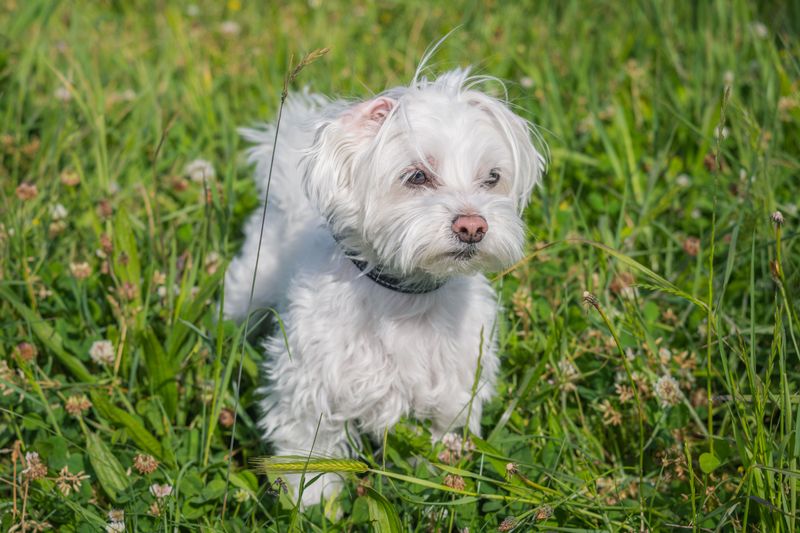 12 breeds that may suit introverted owners better than people who are always on the go 13 Maltese