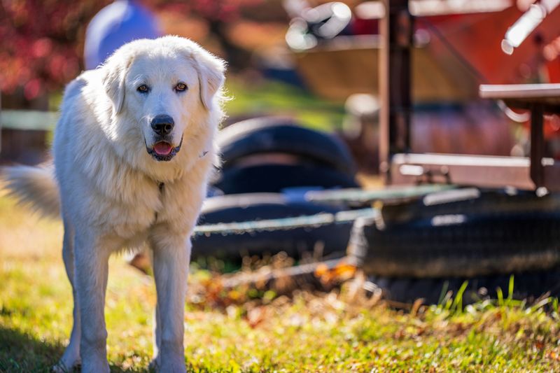 You can't charm every dog instantly - These breeds often make strangers earn their approval 5 Great Pyrenees