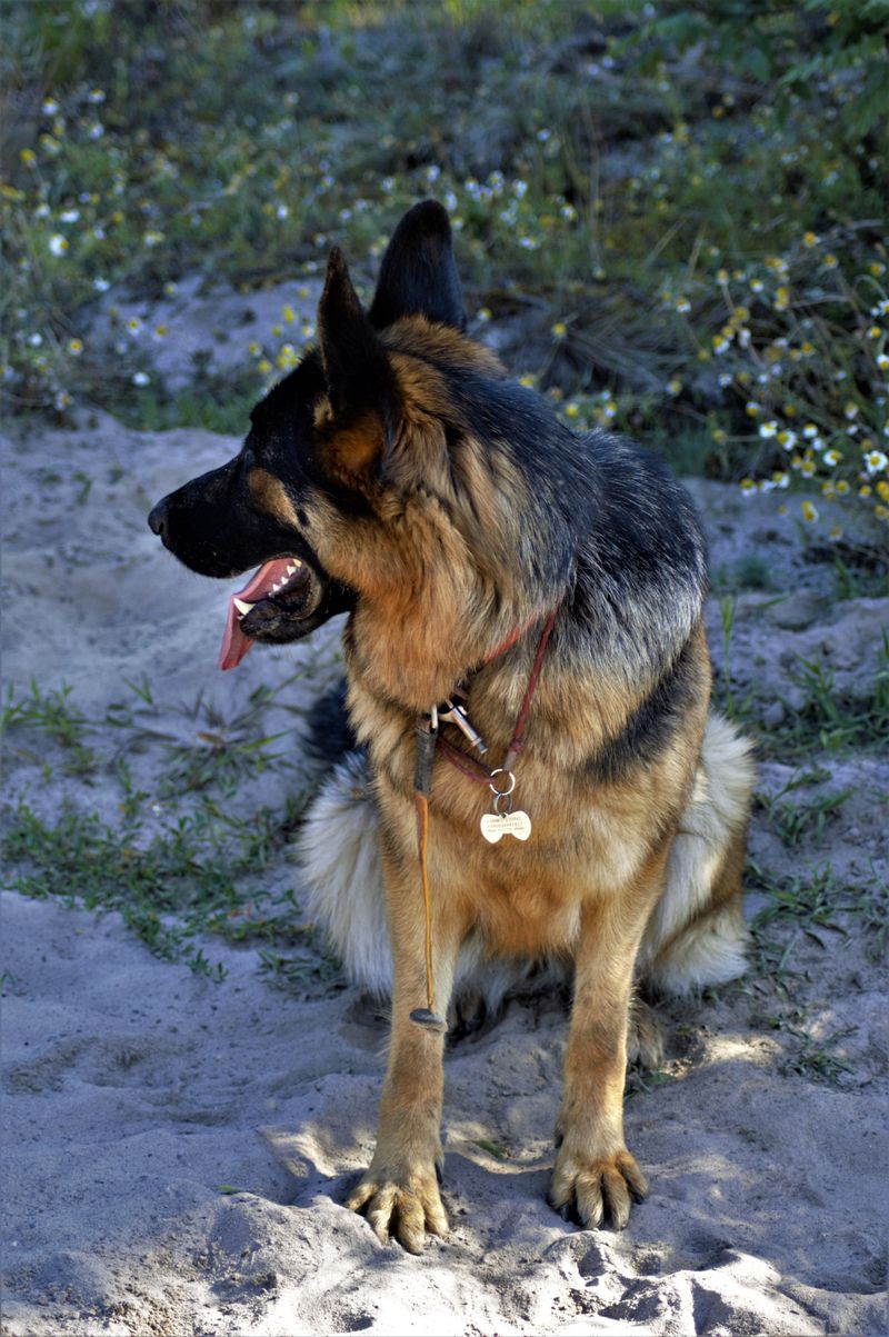 German Shepherd