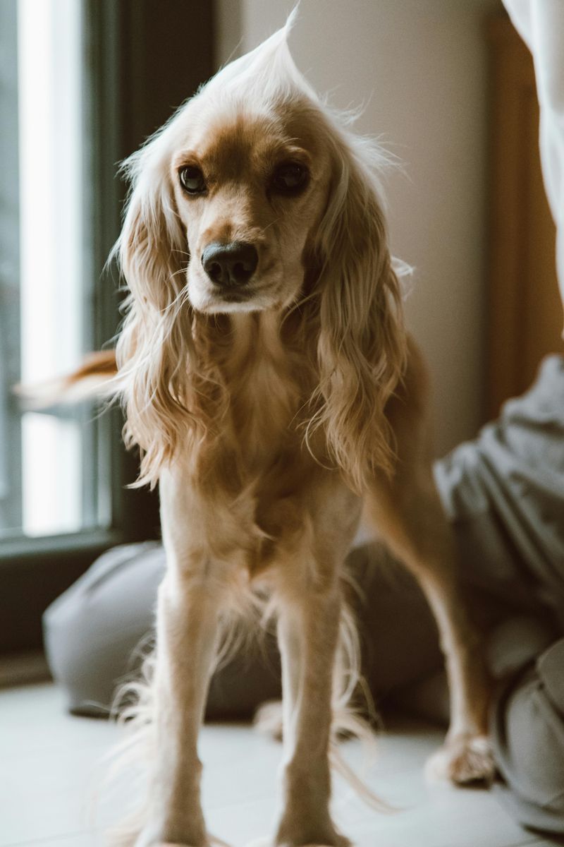 Cocker Spaniel
