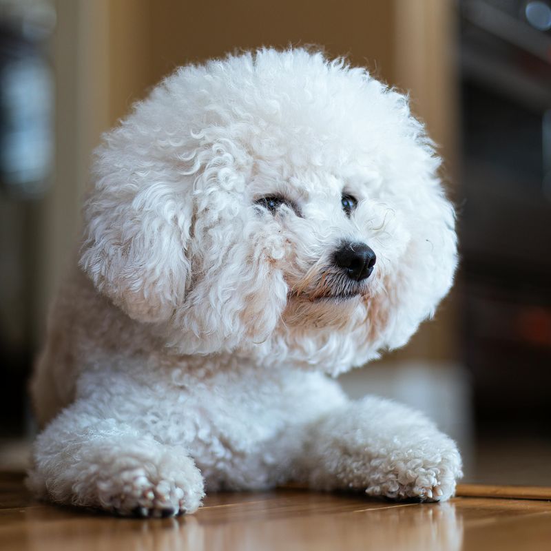 Bichon Frise