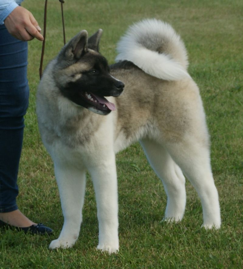 Akita