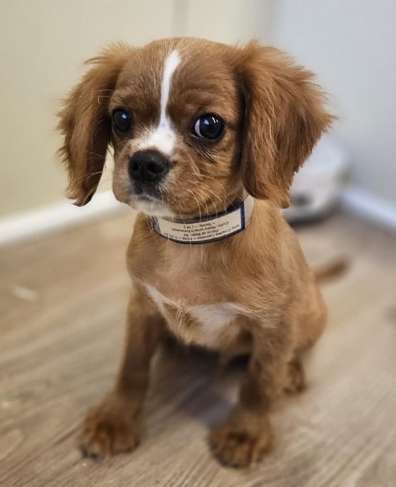 26 Popular Doodle Dog Mixes Loved for Their Personality and Charm 20 Boxerdoodle