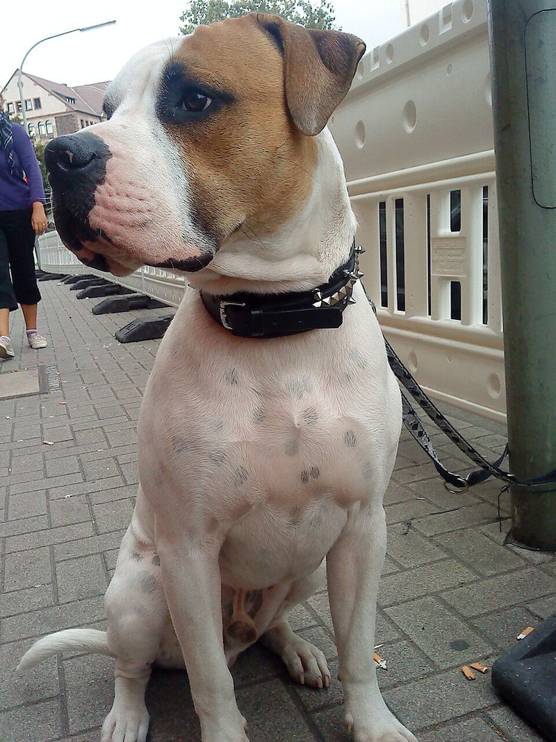 American Bulldog