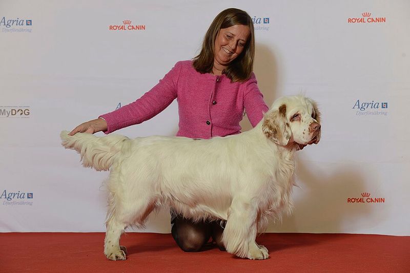 These dog breeds aren't lazy - they simply know when their energy is worth using 7 Clumber Spaniel