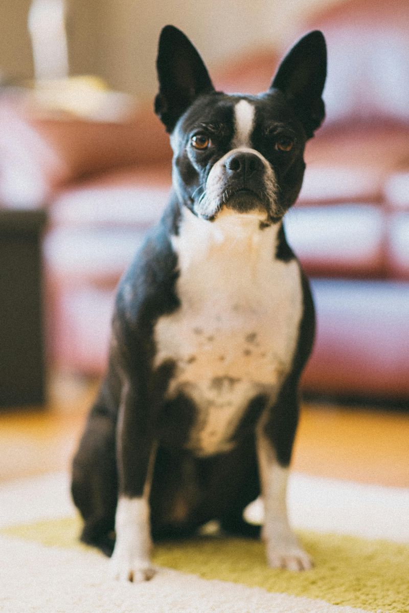 28 Friendly Dog Breeds That Thrive on Human Connection 22 Boston Terrier