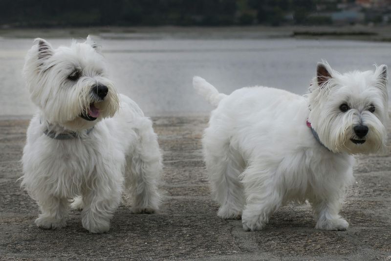 13 dogs that switch personalities when a second dog moves in 7 West Highland White Terrier