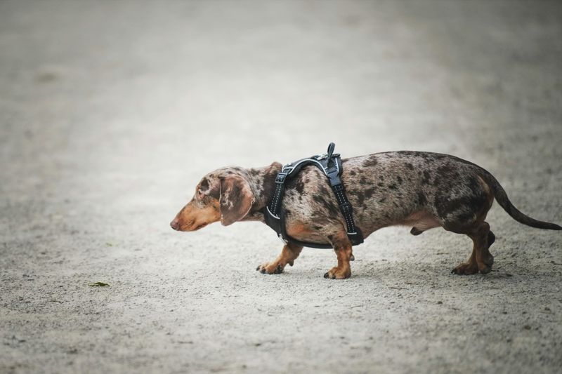 Dachshund
