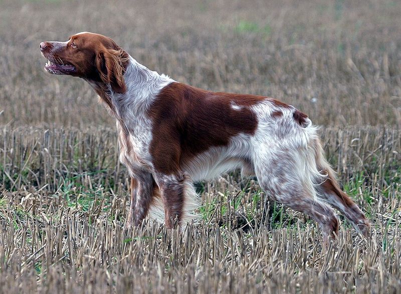 These dogs don't just live with families - They have a habit of becoming part of how families spend time together 5 Brittany