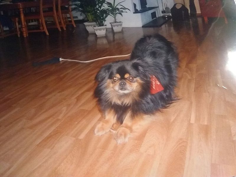 28 Small Dog Breeds Well-Suited for Apartment Living 25 Tibetan Spaniel