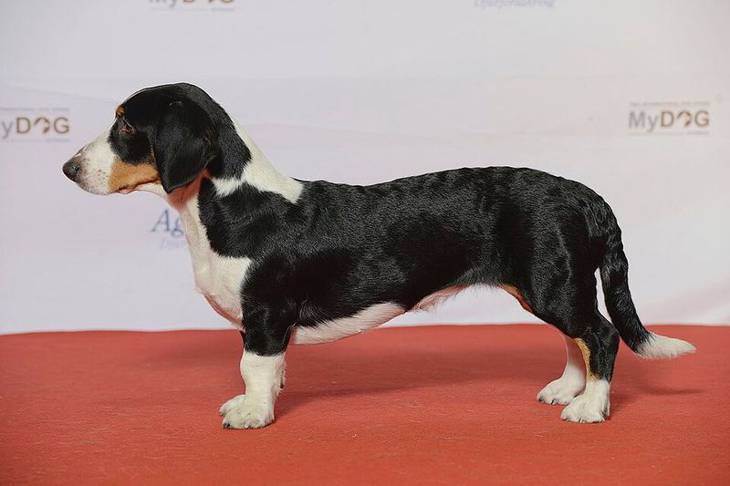 16 dog breeds that behave differently the second food is even mentioned 14 Drever