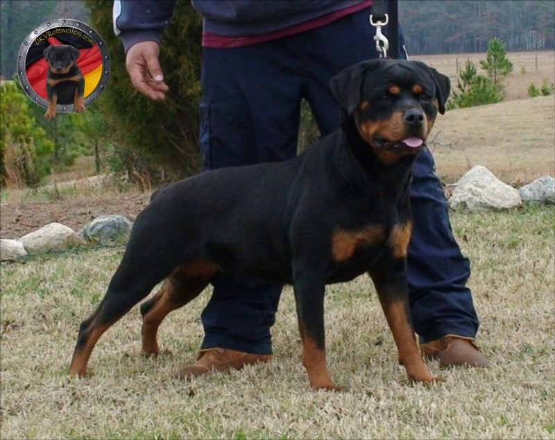 Some breeds explode online and disappear - These longtime favorites keep finding new homes 7 Rottweiler