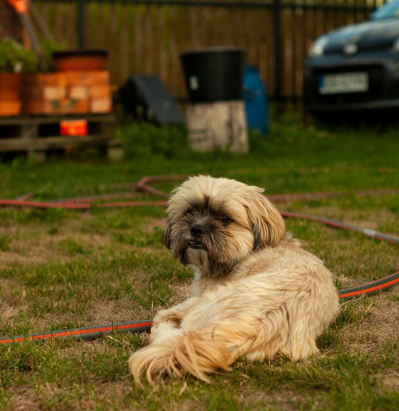 These dog breeds can develop skin problems that owners sometimes mistake for simple flea irritation - Until the real cause appears 12 Shih Tzu