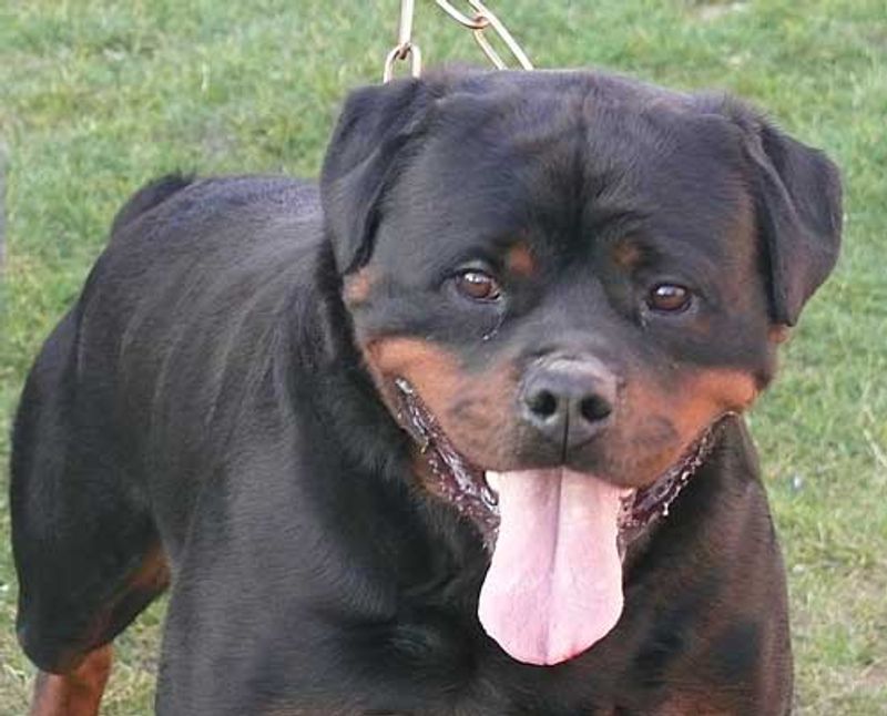 10 dog breeds that need clear boundaries from the beginning - plus 3 that naturally challenge household rules 5 Rottweiler