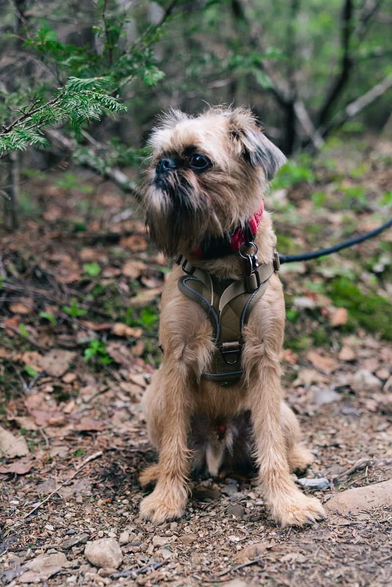 Small body, enormous presence - these toy dog breeds refuse to be treated like accessories 8 Brussels Griffon