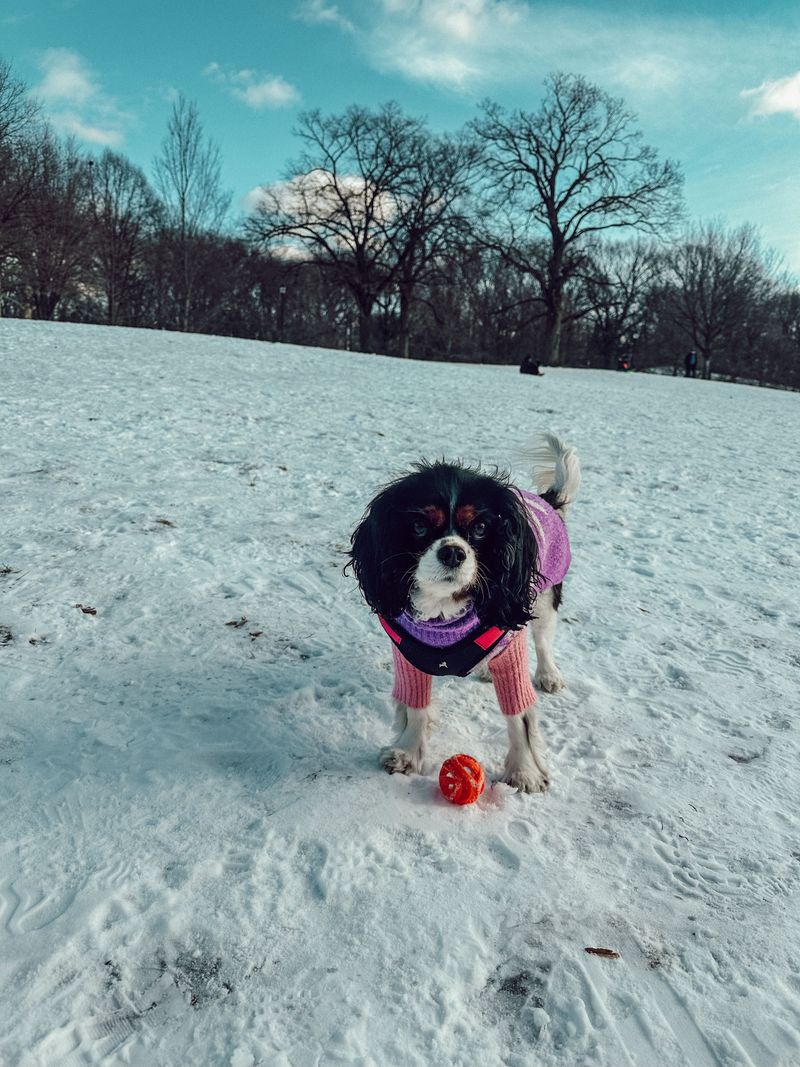 Your dog isn't acting like itself anymore? These 13 breeds highlight why small changes deserve a closer look 6 Cavalier King Charles Spaniel