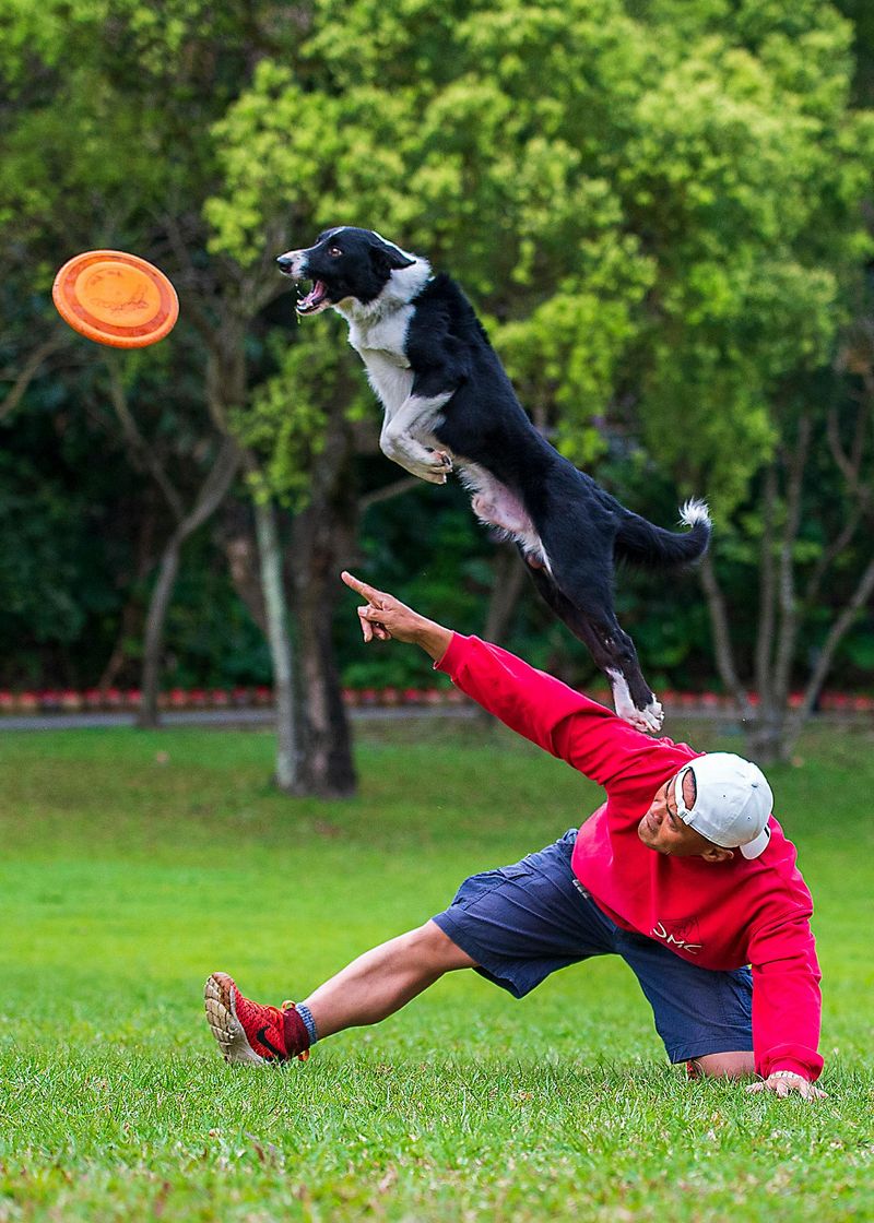 17 Simple Gestures That Strengthen Your Bond with Your Dog 8 Playing Their Favorite Games