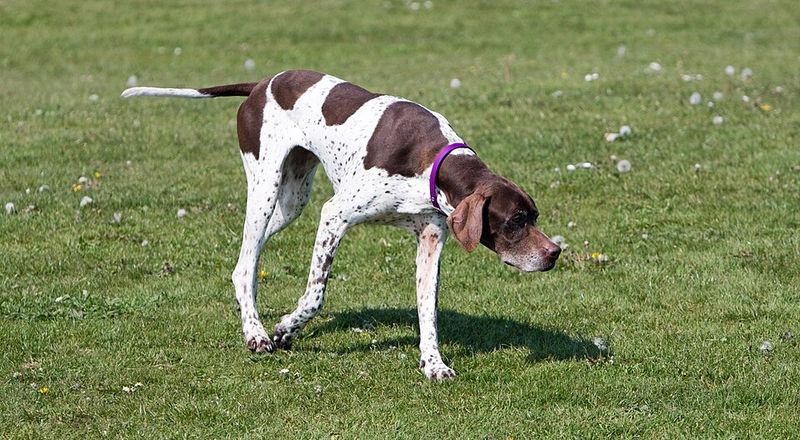 10 Dog Breeds With Iron Stomachs (And 5 That Need Extremely Gentle Diets) 8 English Pointer