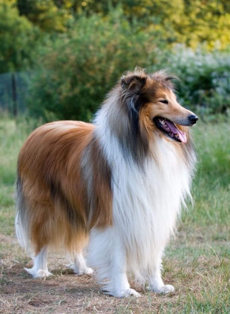 Call them old-fashioned if you want - Owners of these breeds rarely seem eager to switch 4 Collie