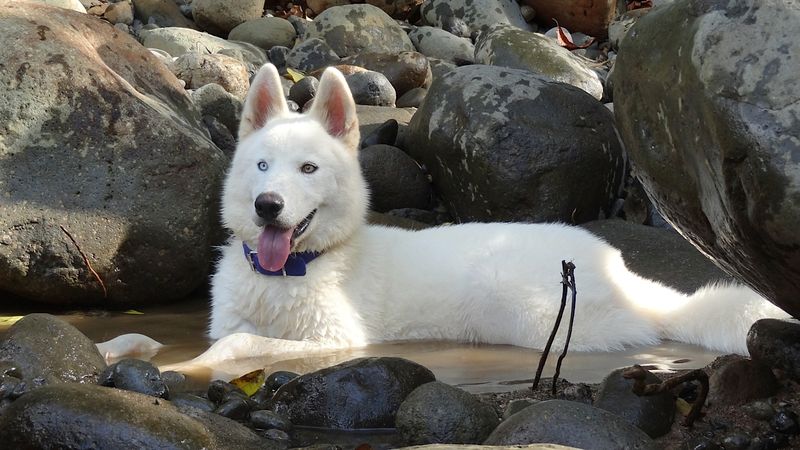 26 Dog Breeds Famous for Their Pure White Coats 24 Siberian Husky