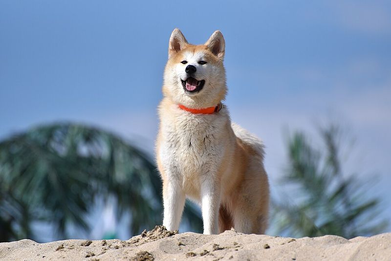 Behind the imposing appearance of these dog breeds is serious working-dog athleticism 11 Akita: Quiet Strength From the Mountains