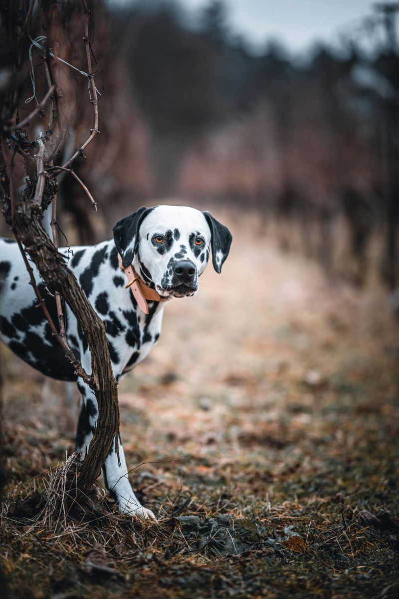 Dalmatian