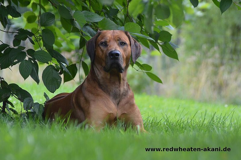 Rhodesian Ridgeback