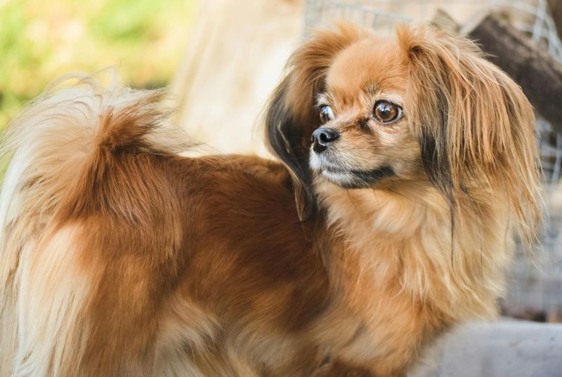 17 dog breeds that can turn an ordinary blanket into their entire personality for the day 15 Tibetan Spaniel