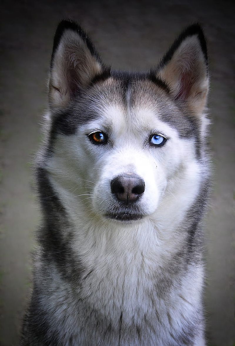 Siberian Husky
