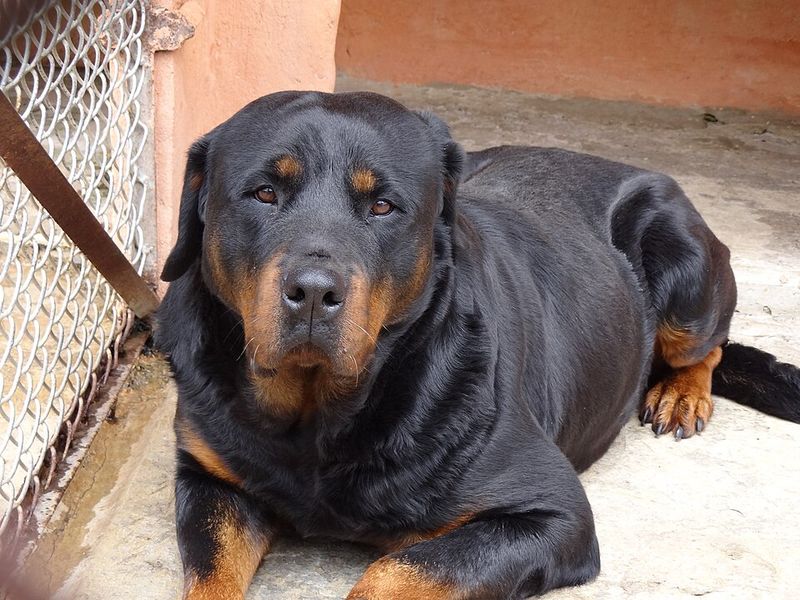 Popularity can decide who gets noticed quickly - These dogs often end up on the wrong side of it 10 Rottweiler