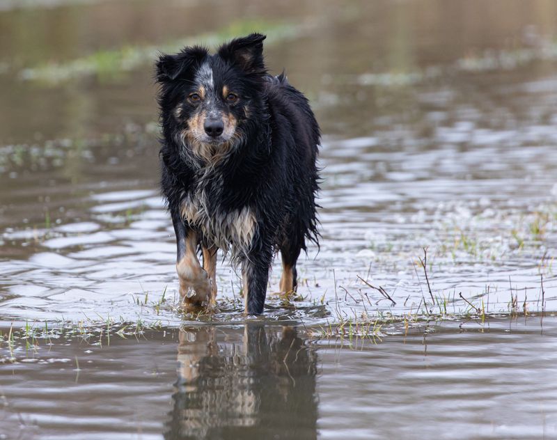 10 dog breeds that notice when you sleep an hour longer - plus 3 that may happily sleep another two 6 Border Collie