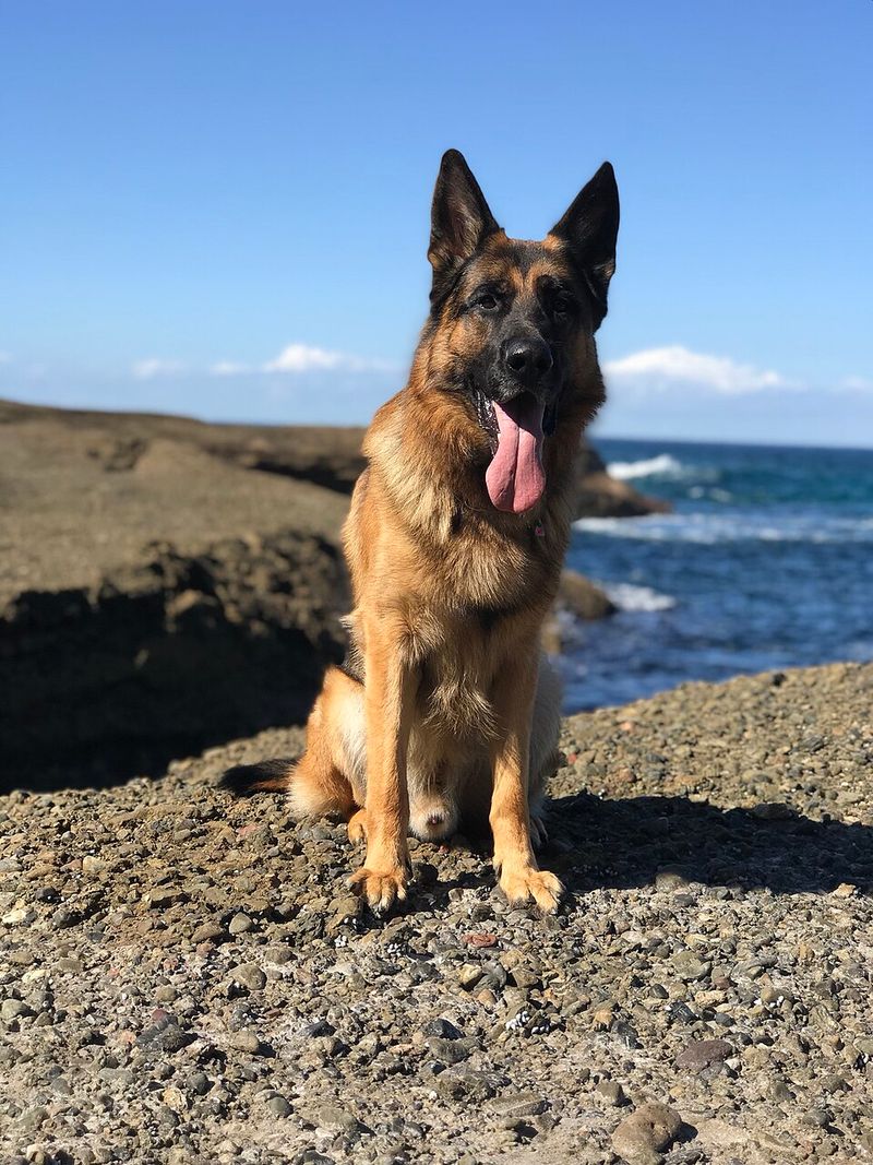Wonderful dogs can remain homeless far longer than expected - these are among the ones often passed by 3 German Shepherd