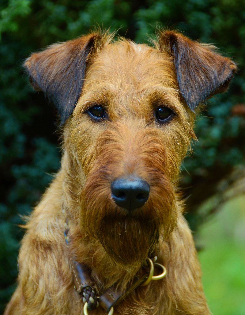 Airedale Terrier