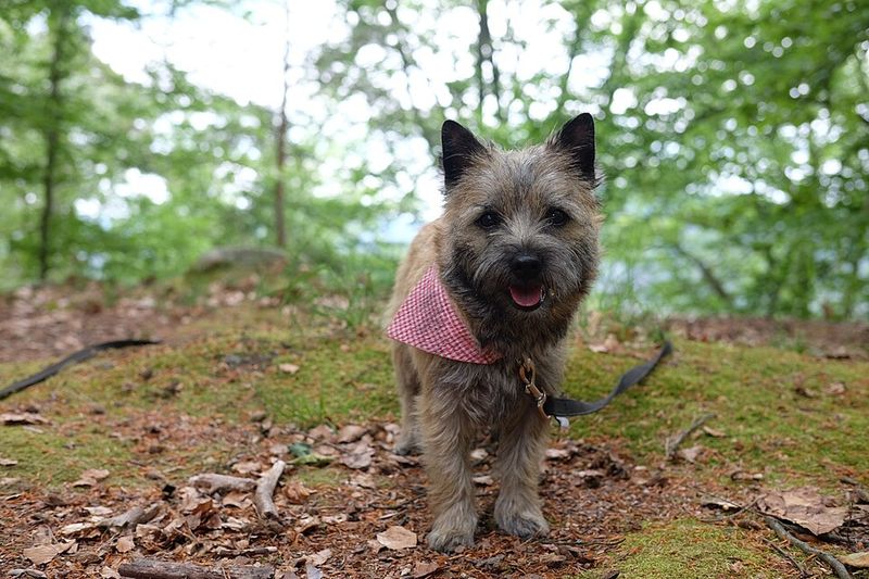 Cairn Terrier