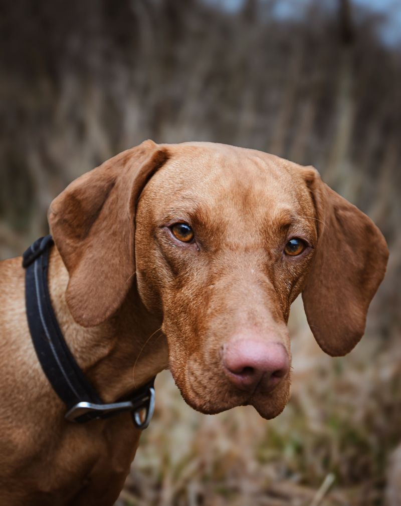 Vizsla