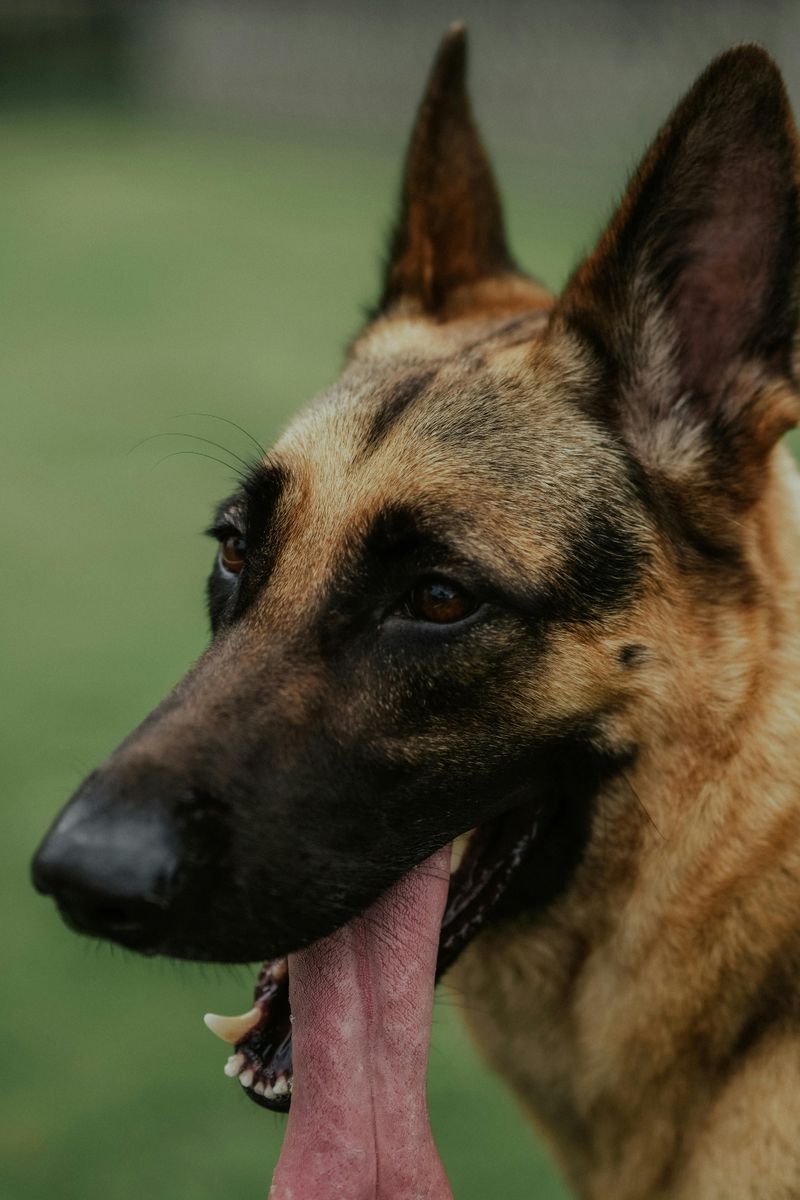 Floor licking can be a warning sign - 10 dog breeds prone to it 10 German Shepherd