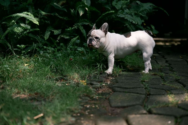 Warm day, short walk, no problem? These breeds can prove that assumption wrong surprisingly fast 2 French Bulldog