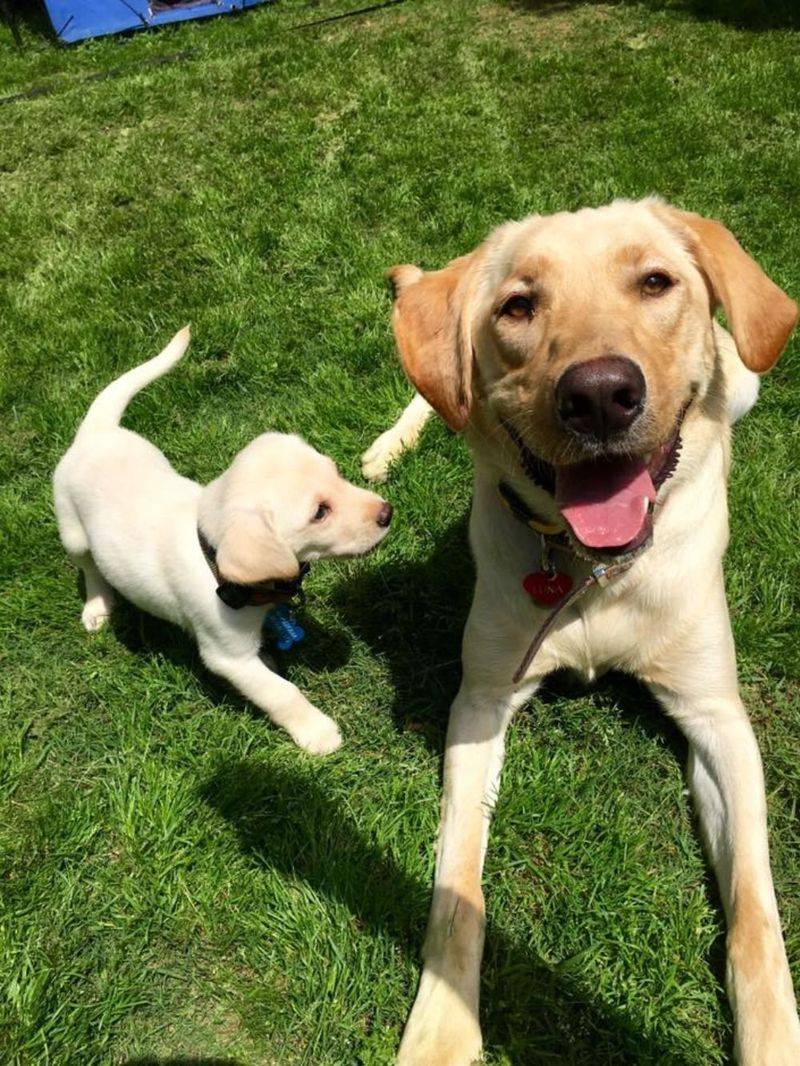 11 Small Training Changes That Make Dogs Calm Down Faster 11 Removing Excess Stimulation From the Environment