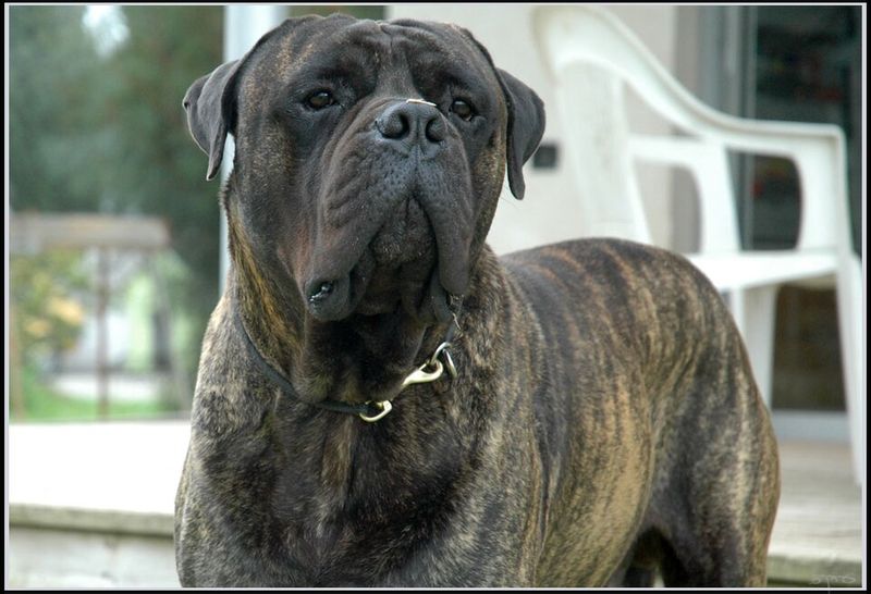 These dogs don't need to announce how powerful they are every five minutes 4 Bullmastiff - strength that whispers