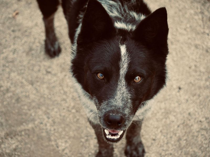 Rare Doesn’t Mean Fragile - 11 Lesser-Known Breeds That Are Surprisingly Tough 2 Karelian Bear Dog