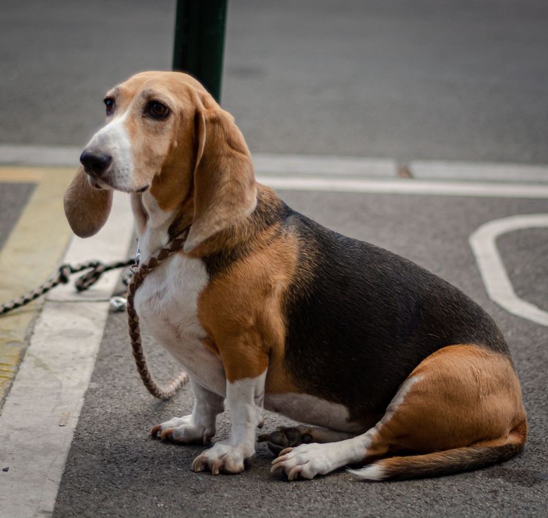 Prefer coffee before cardio? These laid-back dogs may understand you perfectly 4 Basset Hound