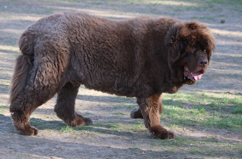 Newfoundland