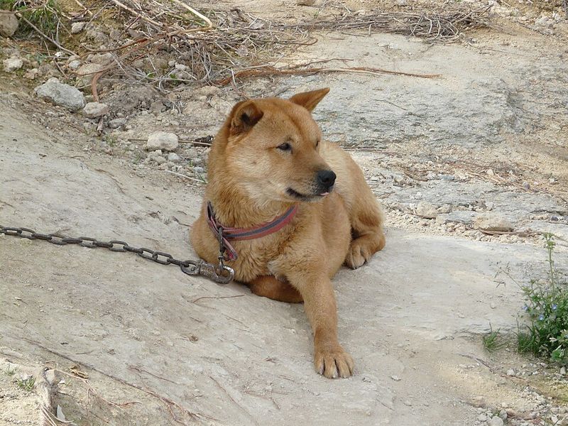 Korean Jindo