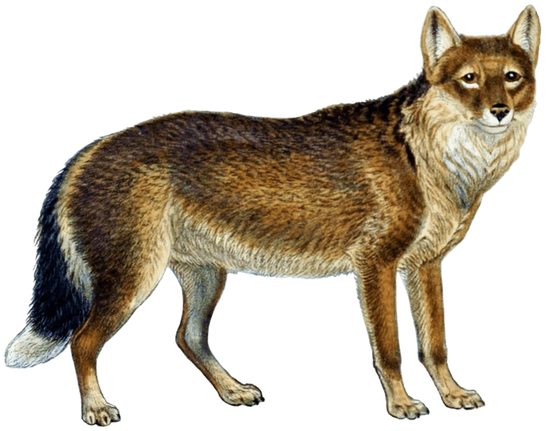 Falklands Wolf (extinct, extremely rare historically)