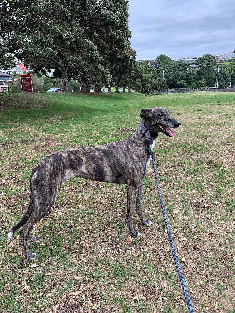 Looking for a companion for your slower years? These breeds offer different levels of activity 6 Greyhound