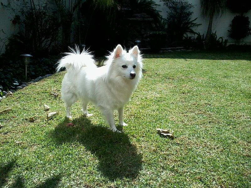 American Eskimo Dog