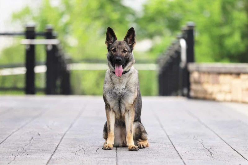 They are too dominant to be trained kindly.